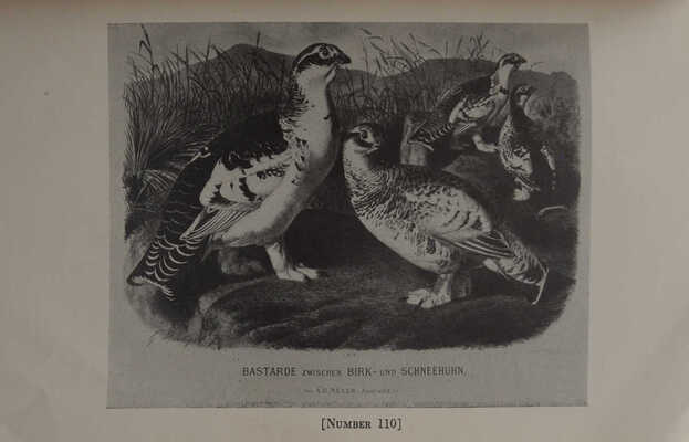 [Редчайший каталог аукциона по продаже книг (785 лотов) из Императорских библиотек и личных библиотек...]